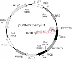 pLVX-mCherry-C1 慢病毒过表达载体 包邮