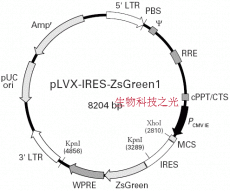 pLVX-IRES-ZsGreen1 慢病毒过表达载体 包邮
