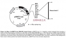 pGBKT7-lam 酵母双杂交系统 对照质粒基因工程菌种 包邮