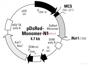 pDsRED-Monomer-N1 荧光蛋白表达载体 包邮