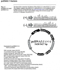pcDNA3.1(+) CMV启动子 细胞质粒 包邮