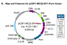 pCDF1-MCS2-EF1-Puro慢病毒载体 包邮