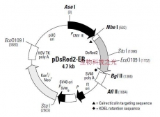 pDsRed2-ER 亚细胞定位载体 包邮