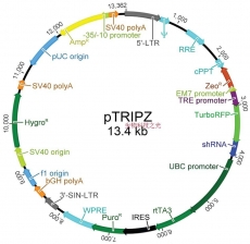 pTRIPZ  质粒 载体 蛋白表达 质粒构建 分子克隆 包邮