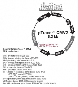 pTracer CMV2 包邮