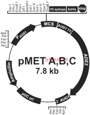 pMET C pMETC 毕赤酵母表达载体 包邮