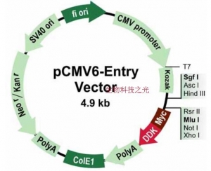 pCMV6-entry 包邮