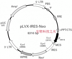 pLVX-IRES-neo 慢病毒过表达载体 包邮