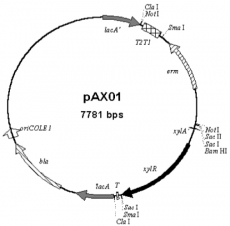 pAX01质粒枯草芽孢杆菌表达质粒 胞内表达整合质粒 包邮