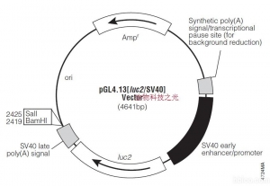pGL4.13 荧光素酶报告载体 包邮
