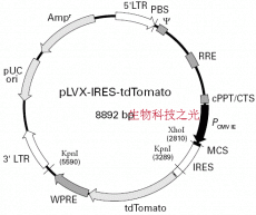 pLVX-IRES-tdTomato 慢病毒过表达载体 包邮