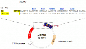 pSUMO  大肠杆菌基因表达 N-His N-SUMO 包邮