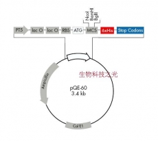 pQE60 pQE-60 大肠杆菌表达系统 包邮