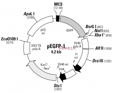 pEGFP-1 荧光蛋白表达载体 包邮