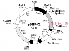 pEGFP-C2 质粒  绿色荧光蛋白 分子克隆 包邮