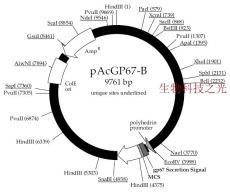 pAcGP67A 质粒 昆虫细胞表达质粒 蛋白表达 包邮