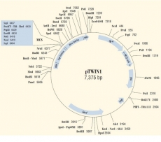 pTWIN1质粒 质粒载体 大肠杆菌质粒 包邮