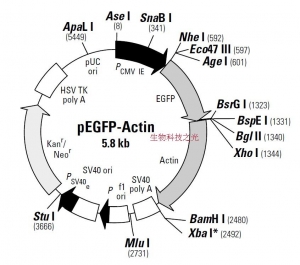 pEGFP-Actin 亚细胞定位载体 包邮