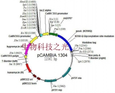 植物质粒 pCAMBIA1304 质粒 包邮
