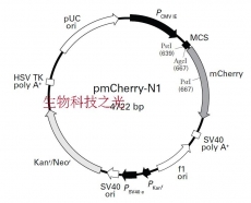 pmCherry-N1 荧光蛋白报告载体 水果荧光蛋白 包邮