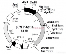 pEYFP-Actin 亚细胞定位载体 包邮