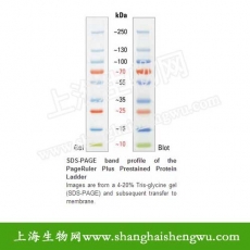 PageRuler10-250kDa预染蛋白Marker10×250ul 26620Fermentas