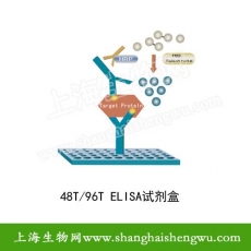 小鼠幽门螺旋菌IgG(Hp-IgG)ELISA检测试剂盒   48T 96T 包邮