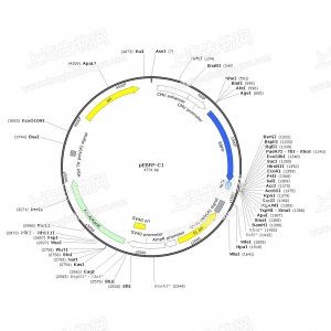 pEBFP-C1 荧光蛋白报告载体 水果荧光蛋白 包邮