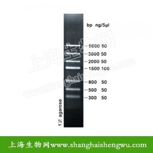 核酸电泳 DNA Marker III 50T 250ul DNA Marker分子量标准R04028